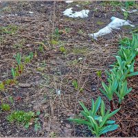 После снегопада... :: Aquarius - Сергей