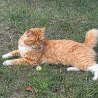 Я неотразим, и не скрываю этого :: Валерий Судачок