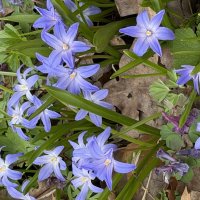 Первоцветы :: Pippa 