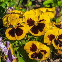 Анютины глазки :: Игорь Сикорский