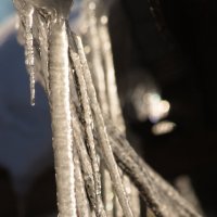 Весенний кордебалет :: Сергей Шаврин