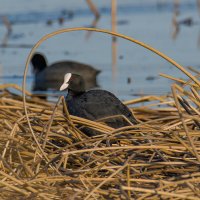 Лысуха. :: Sergey (Apg) Лысуха. :: Sergey (Apg)