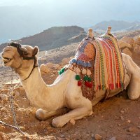 Горный верблюд на привале :: Сергей Сомихин