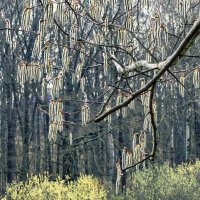 Красота пробуждения природы ... :: Ravile 