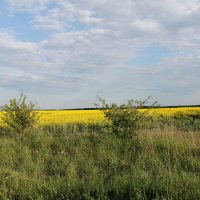 ЗОЛОТОЕ ПОЛЕ ЦВЕТУЩЕГО РАПСА :: Валентина 