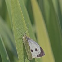 Капустница :: Giant Tao /