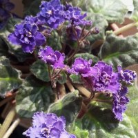 Фиалка :: Елена Семигина