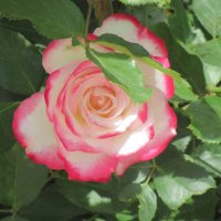 Розы... розы... :: viach 