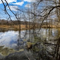 Лесное озеро :: Oleg S