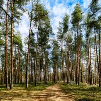 В бору :: Oleg S В бору :: Oleg S