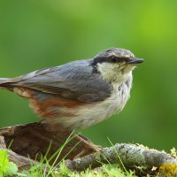 ... :: Вячеслав Минаев