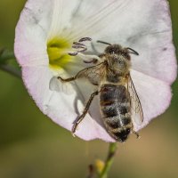 Краски лета. Пчела на цветке вьюнка. :: Алексей Трухин