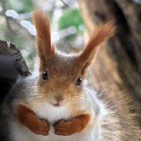 Внимательная белка :: Галина Козлова 
