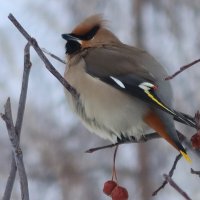 Холодной зимой :: Галина Козлова 