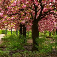 Сакура цветёт :: Юрий. Шмаков