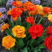 Красивые тюльпаны на клумбе :: Aida10 Красивые тюльпаны на клумбе :: Aida10