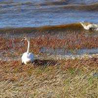 Пережидая волну :: В.И 