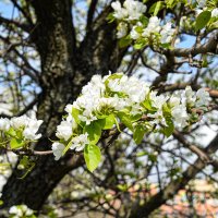 Яблоня :: Олег 