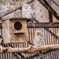 неясыть :: Аркадий Лаптенко