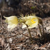 Первые весенние :: Gruff_D .