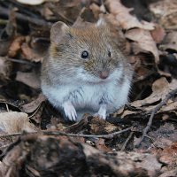 Рыжая полёвка :: Лина