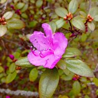 Рододендрон зацветает :: Галина Бобкина