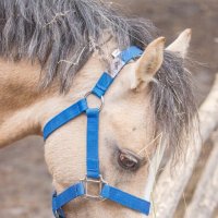 пони :: Аркадий Лаптенко