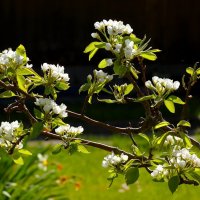 Яблоня в цвету :: Юрий. Шмаков