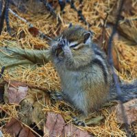 Я иду искать :: Александр Артюхов