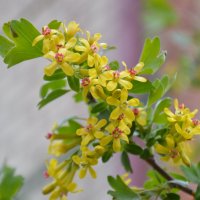 Цветёт смородина... :: Надежда Куркина 