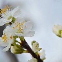 Слива :: Надежда Куркина 