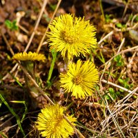 Солнышки мать-и-мачехи :: Светлана 