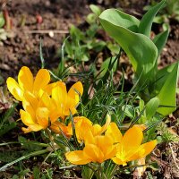 *** :: Светлана 