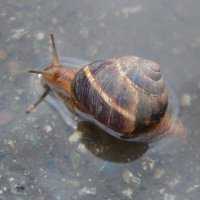 Водное препятствие...обжоры проснулись.... :: Надежда Куркина 