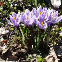 Букетик крокусов :: Лидия Бусурина