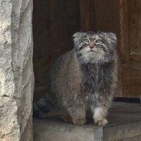 Манул Тимоша :: <<< Наташа >>>