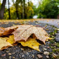 Кленовый лист на дороге :: Лилия 