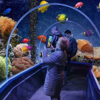 Подводный мир -3 :: irina Schwarzer