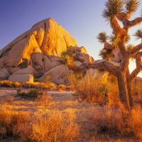 Joshua Tree National Park :: Валерий Кокорев