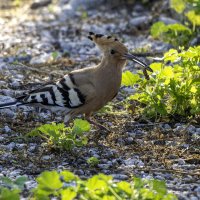 Удод. :: Alexander Amromin