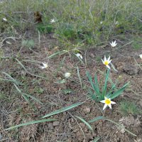 Гусиный лук :: Андрей Хлопонин