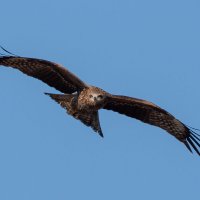 черный коршун :: Сергей Флетчер