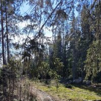 У лесной речушки. :: Ольга 