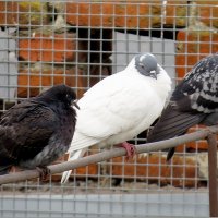 Свой среди чужих , чужой среди своих :: Сеня Белгородский