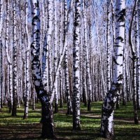 Берёзки :: Людмила Смородинская