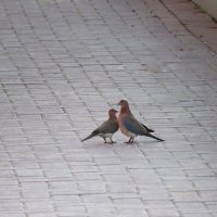 Воркуют... :: Галина Ильясова