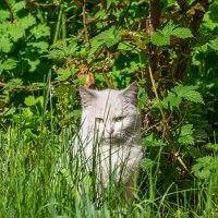 Пригрелся на апрельском солнышке :: Игорь Сикорский