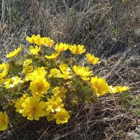 Прошлогодний апрель был куда веселей :: Елена Шаламова