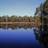 Апрель в лесу .. :: Татьян@ Ивановна