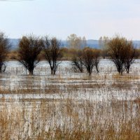 Весенние воды. :: nadyasilyuk Вознюк